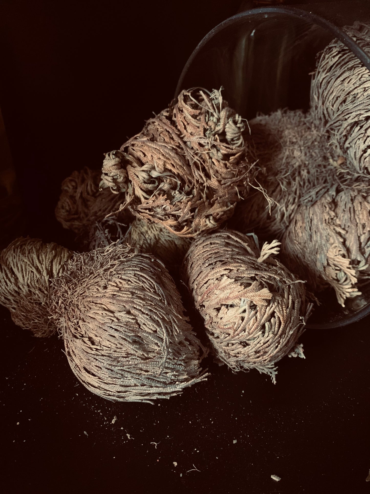 Rose of Jericho