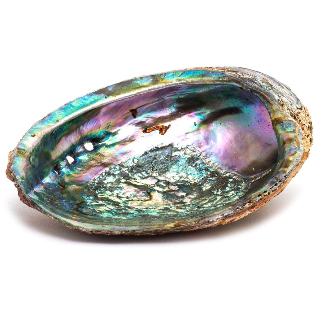 Abalone Shells